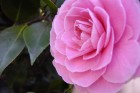Pink Camellia